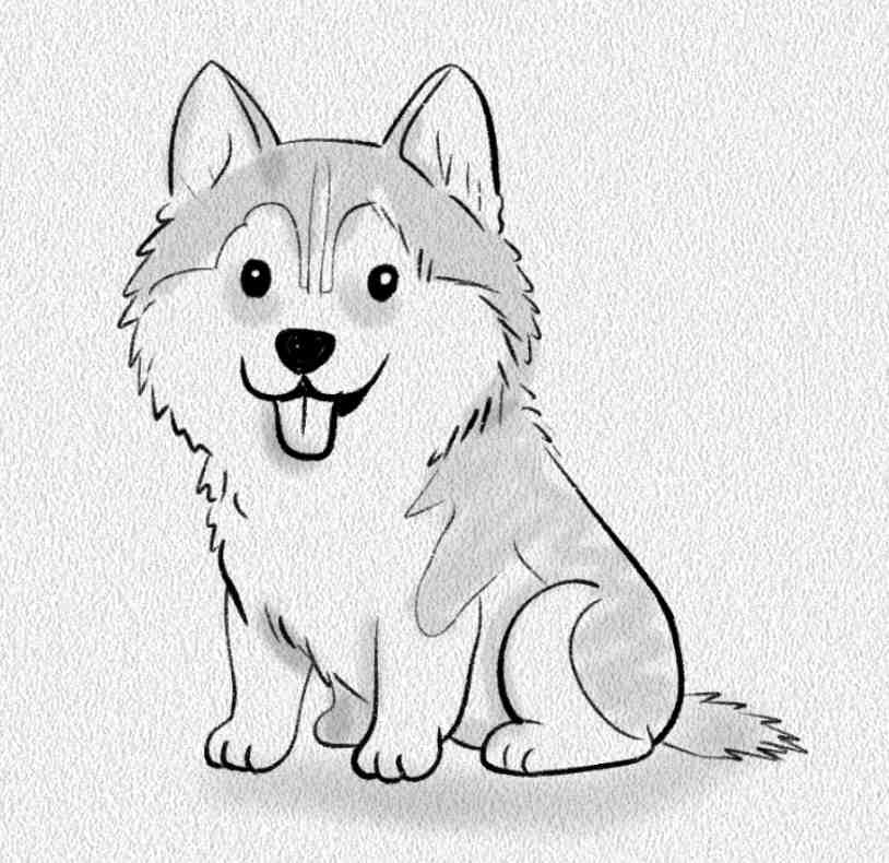 Siberian Husky