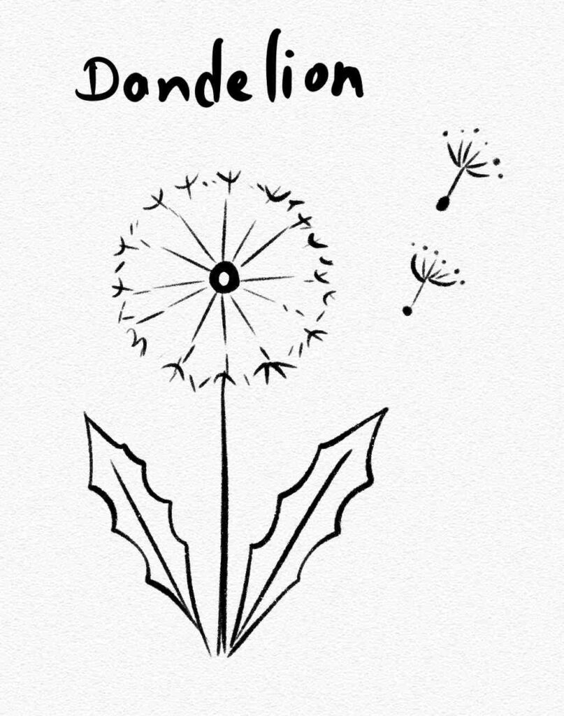 Dandelion