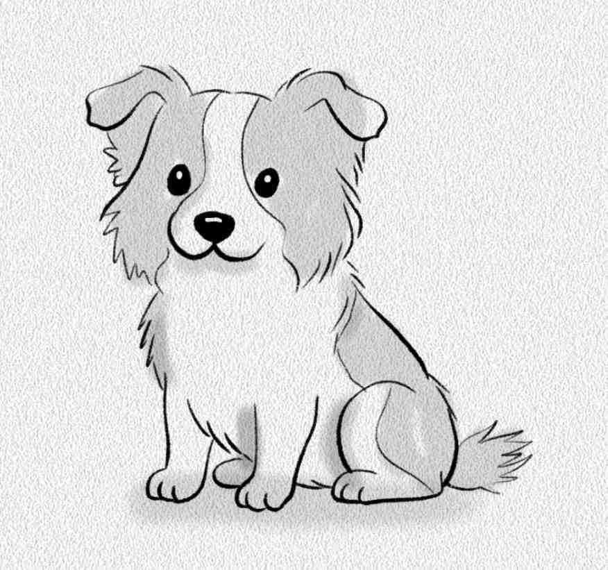 Border Collie