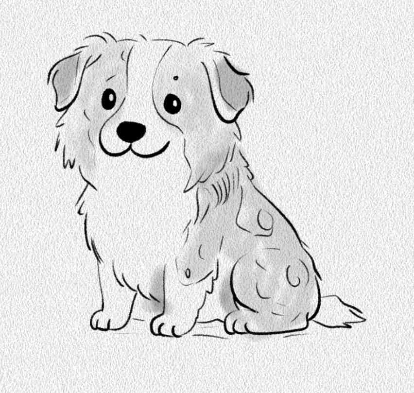 Australian Shepherd