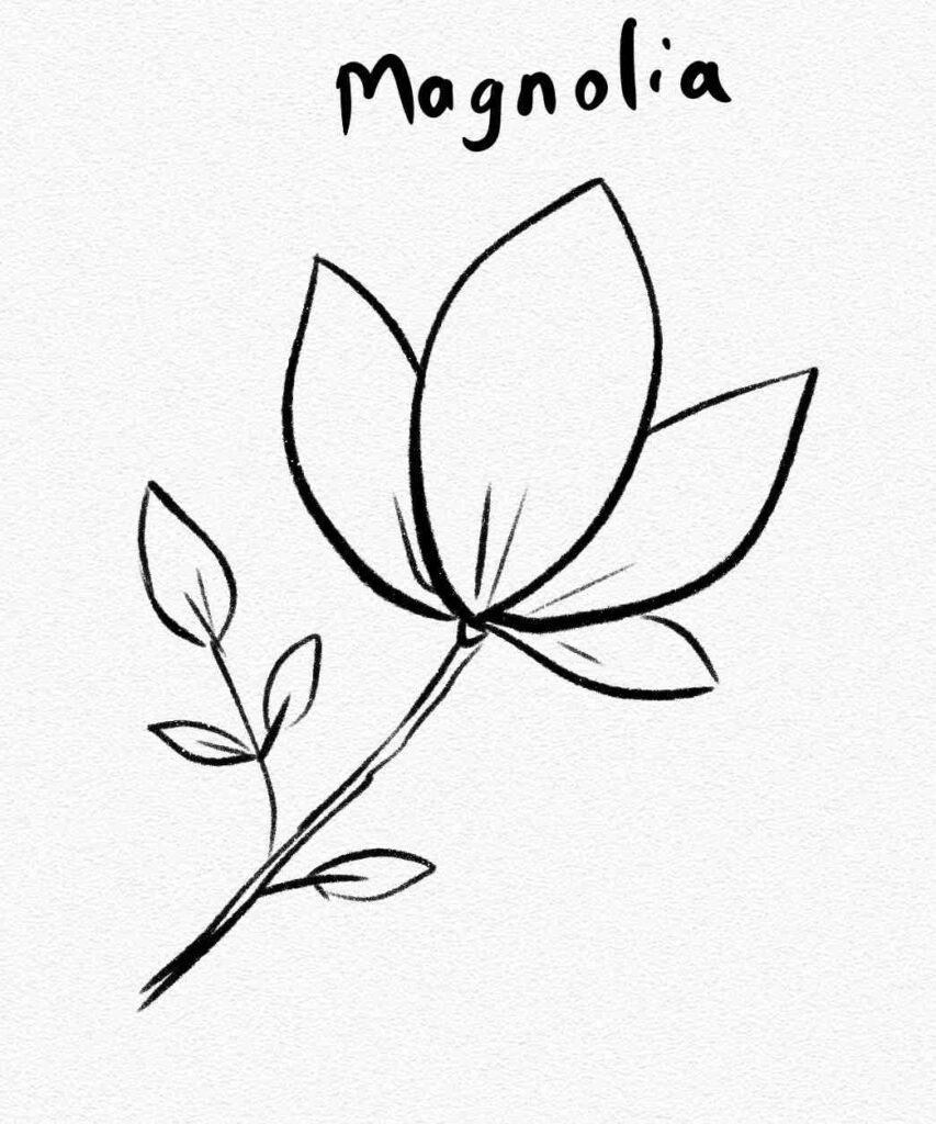 Magnolia