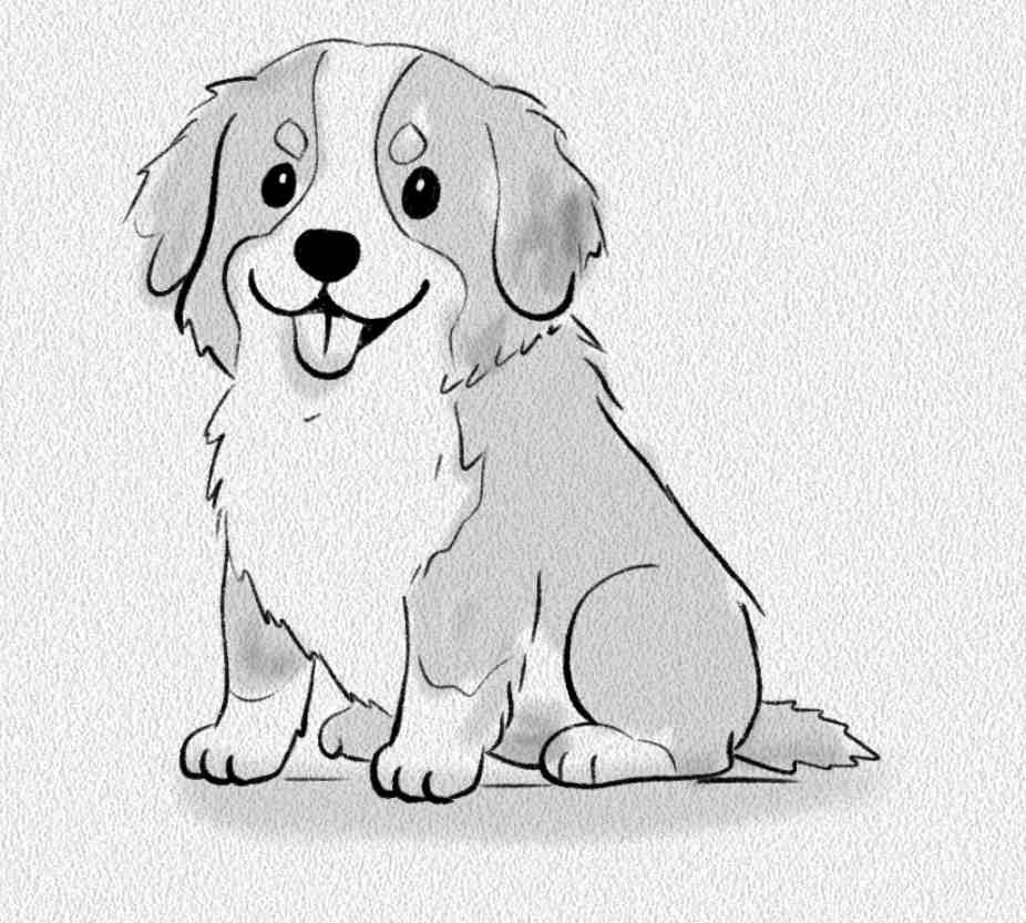 Bernese Mountain Dog