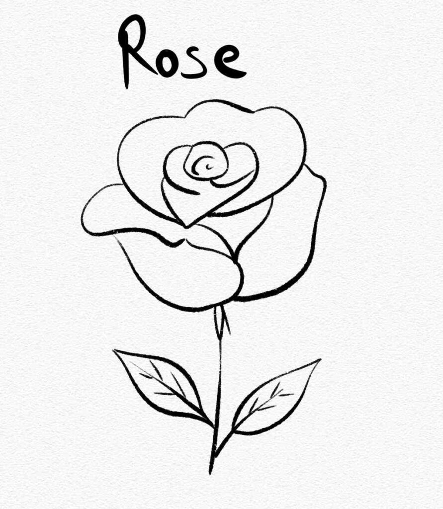 Rose