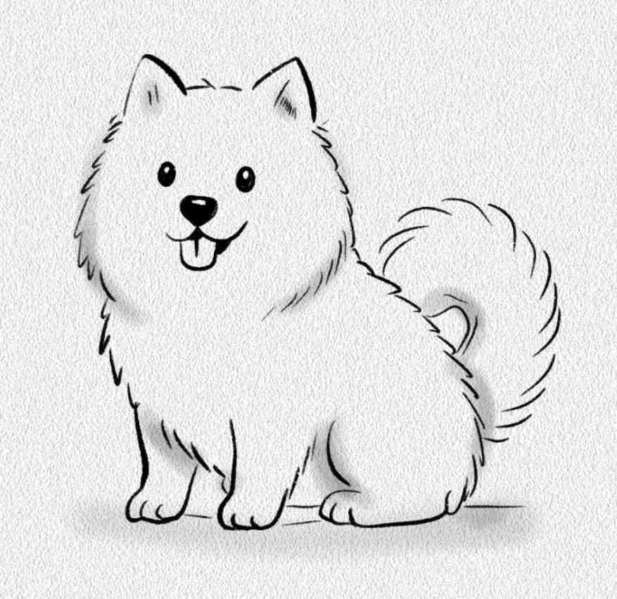 Samoyed