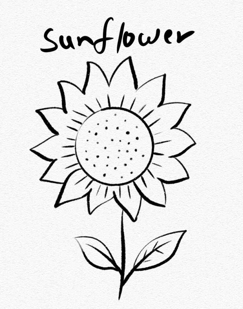 Sunflower