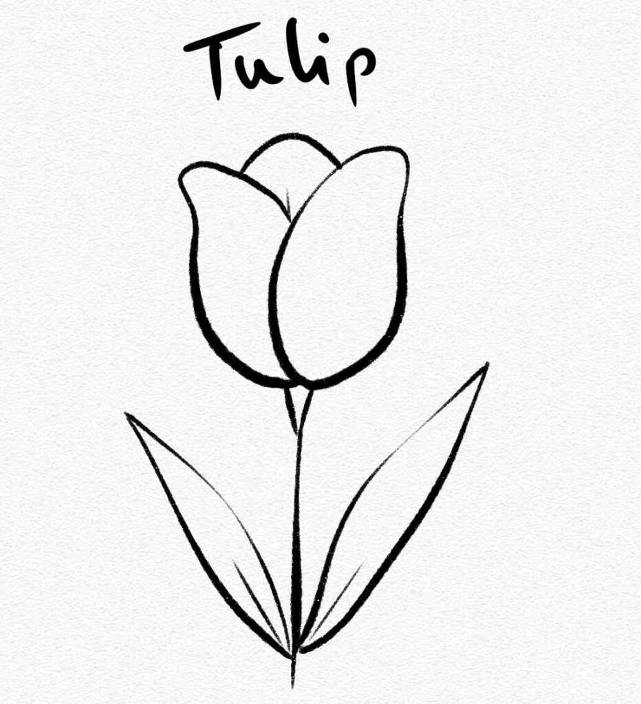 Tulip