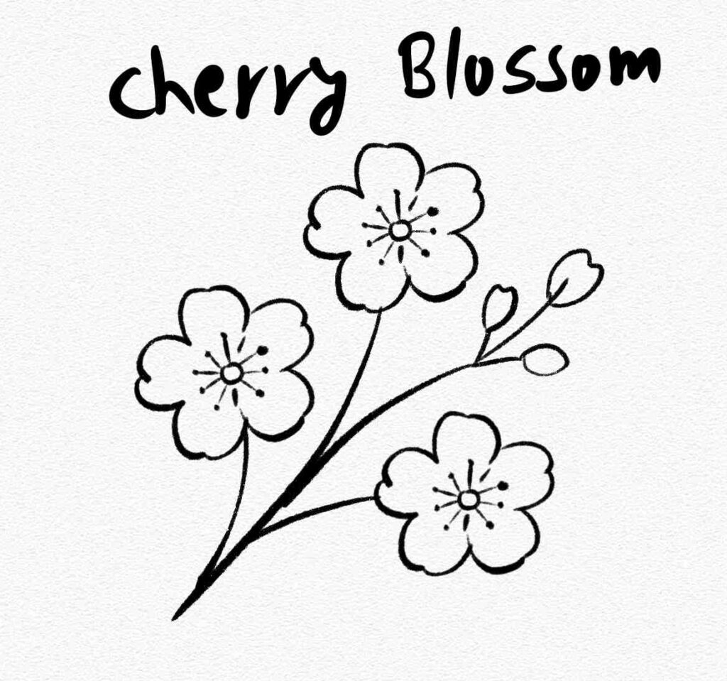 Cherry Blossom
