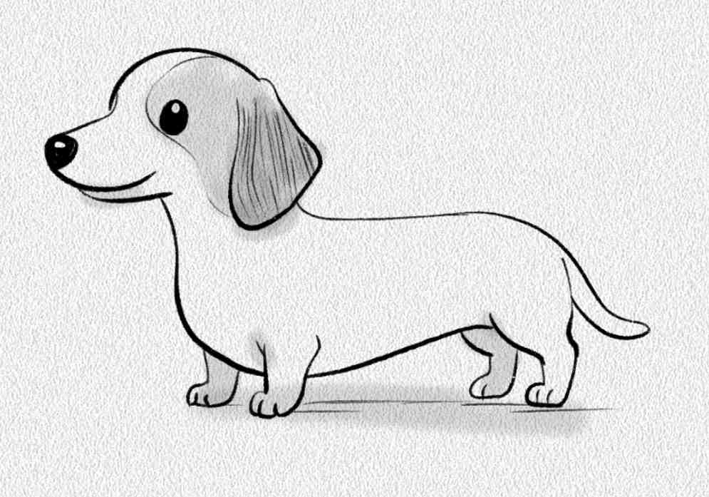 Dachshund
