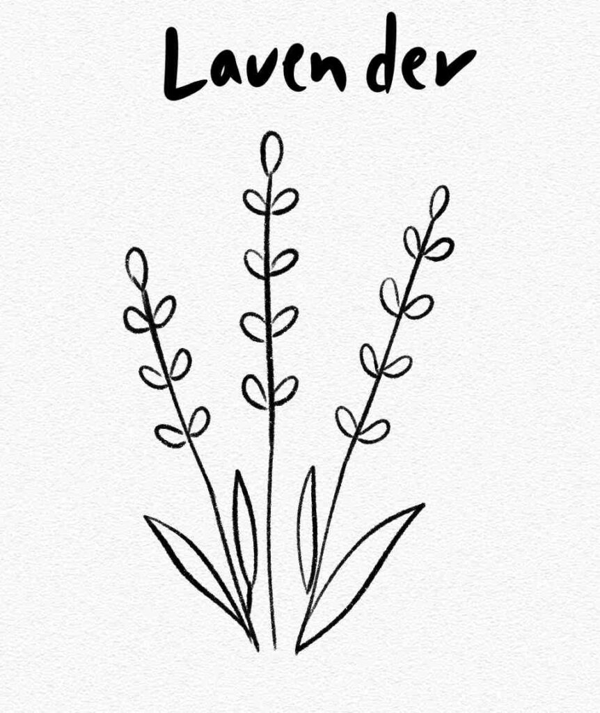 Lavender