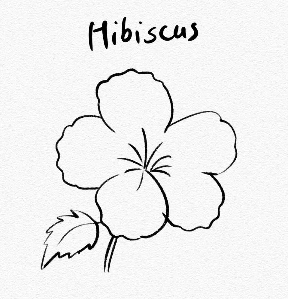 Hibiscus