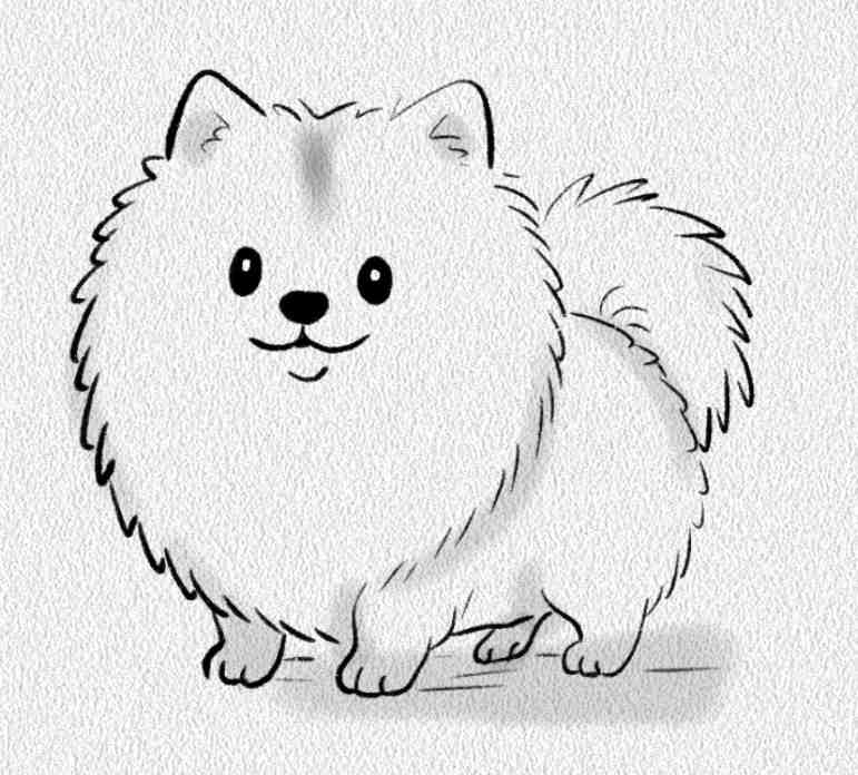 Pomeranian