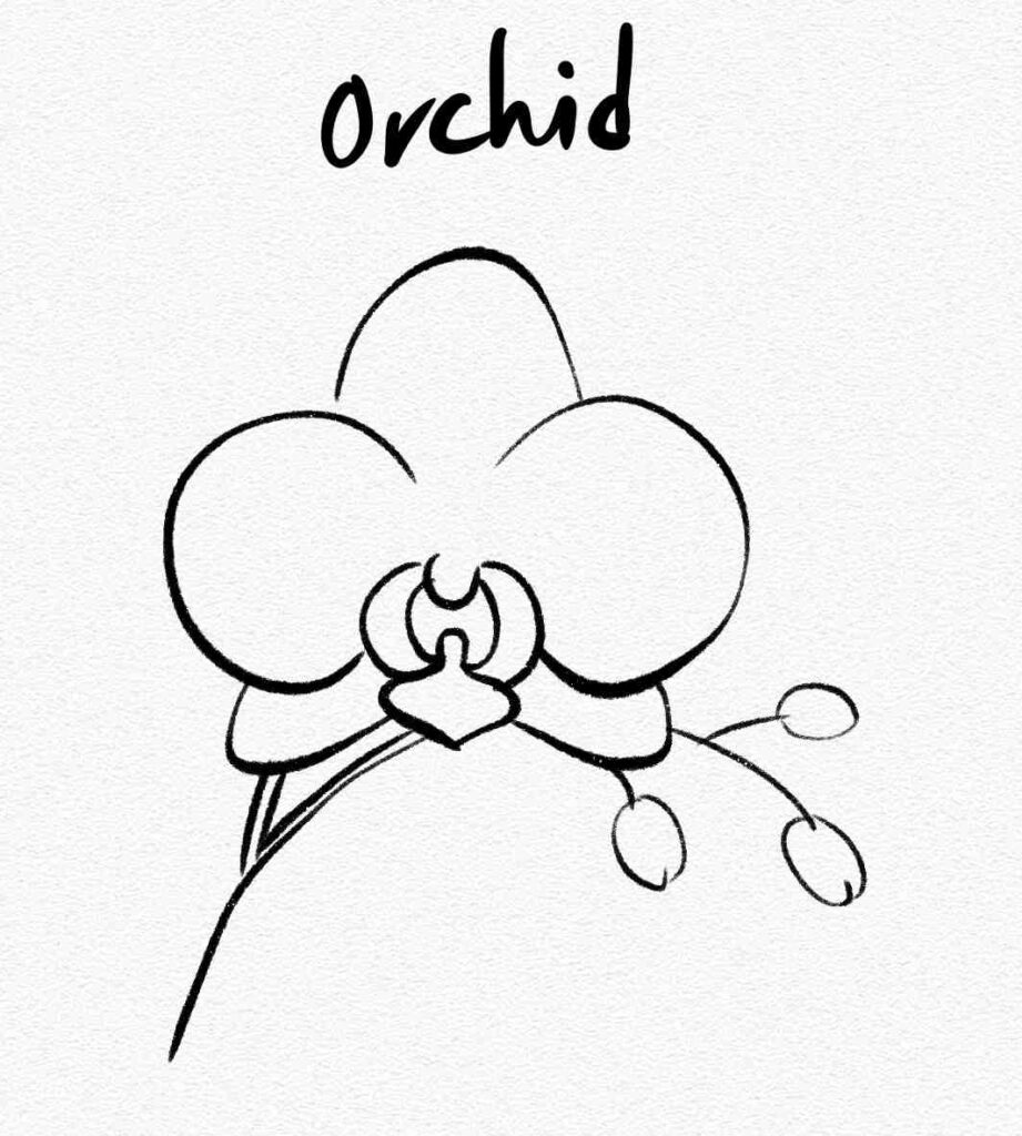 Orchid