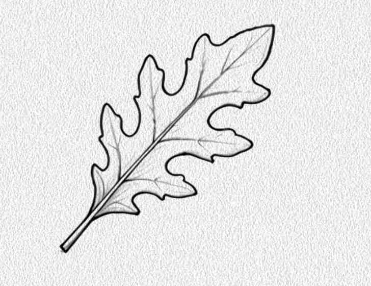 Arugula Leaf