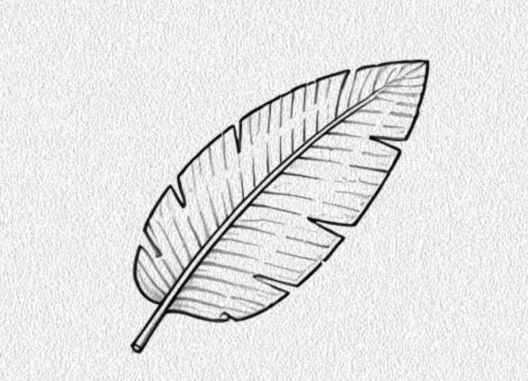 Banana Leaf