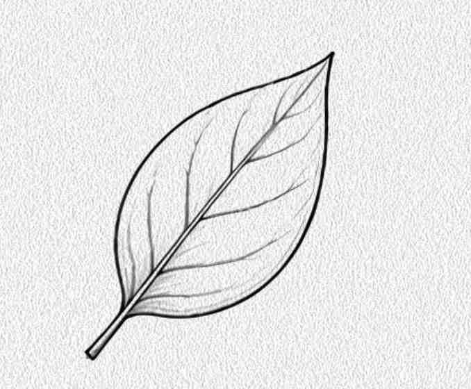 Basil Leaf