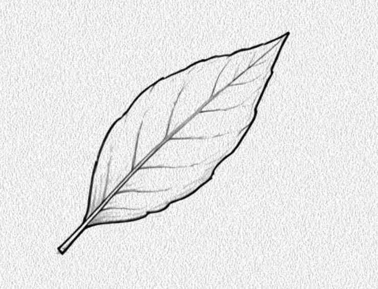 Bay Leaf
