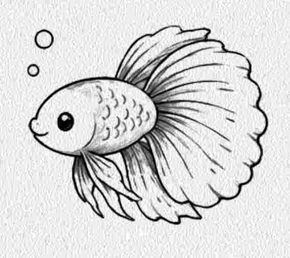 Betta Fish