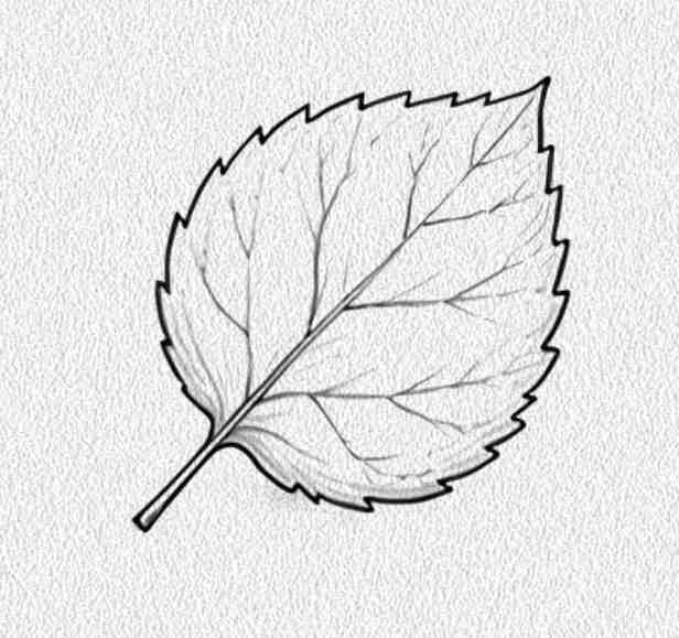 Birch Leaf
