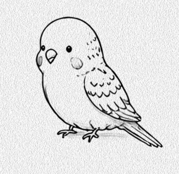 Budgie