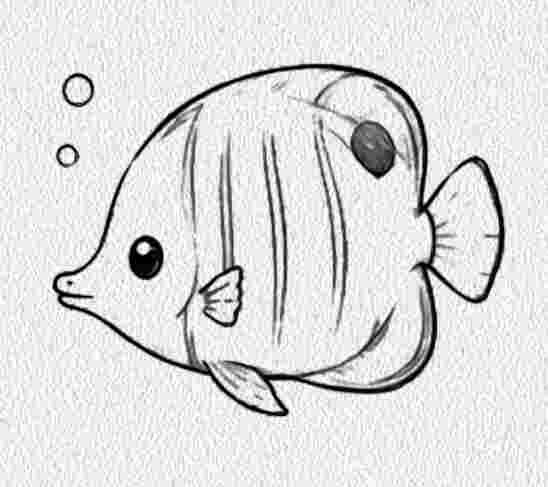Butterflyfish