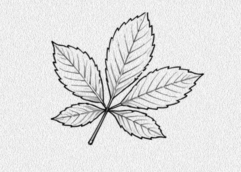 Chestnut Leaf