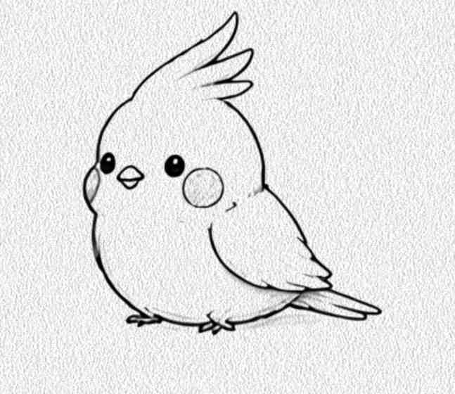 Cockatiel