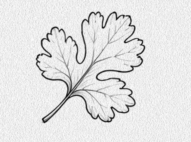 Coriander Leaf