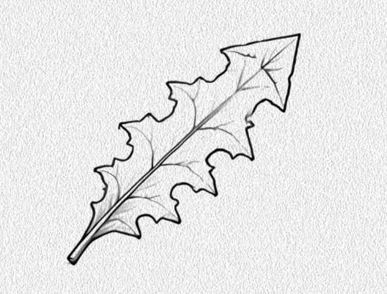 Dandelion Leaf