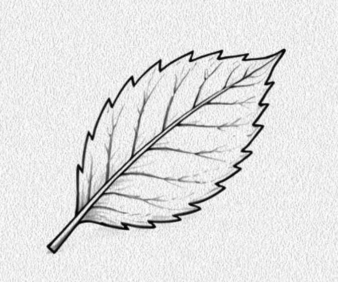 Elm Leaf