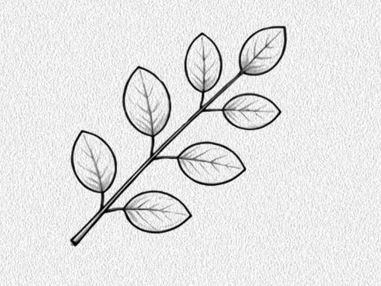 Eucalyptus Leaf