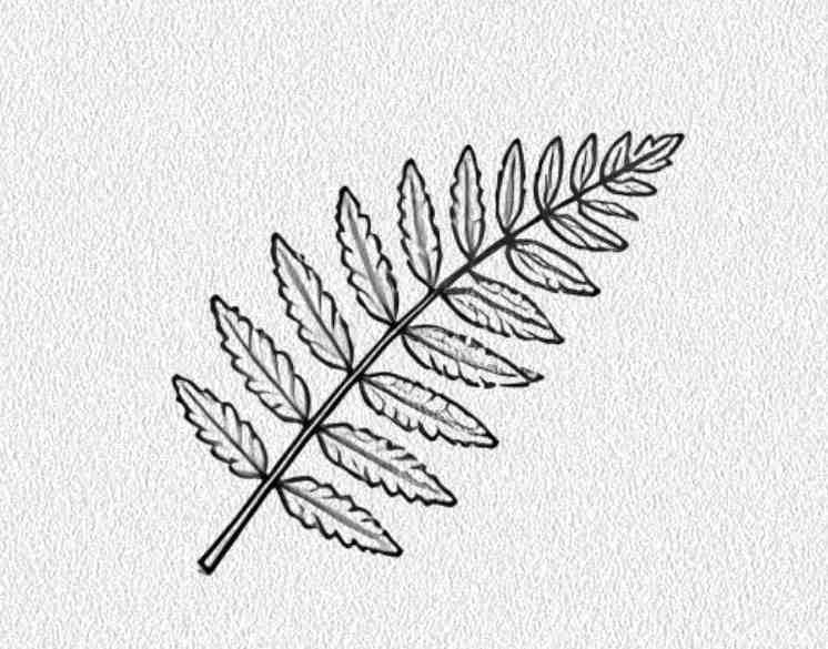 Fern Leaf