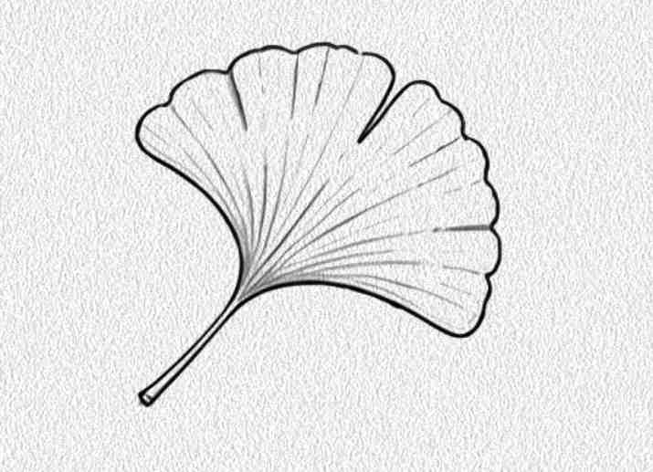 Ginkgo Leaf