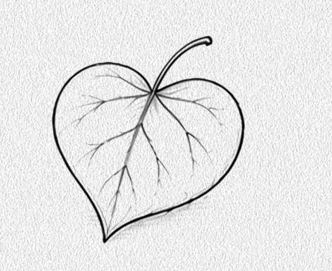 Heart Leaf