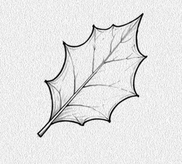 Holly Leaf