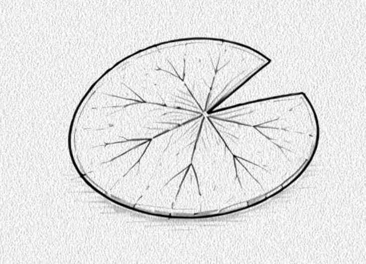 Lily Pad