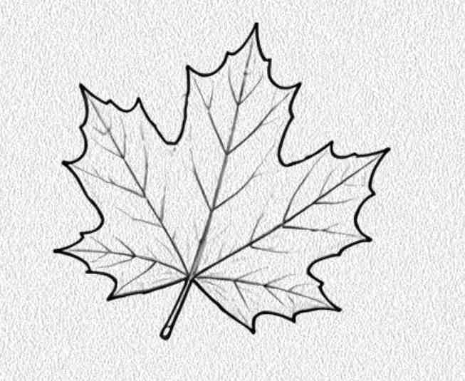 Maple Leaf