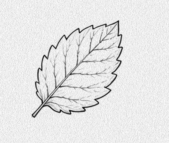 Mint Leaf