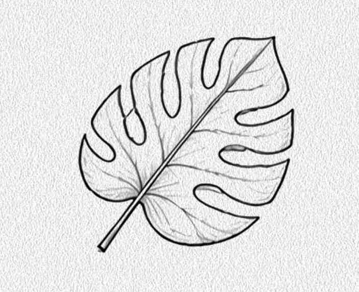 Monstera Leaf