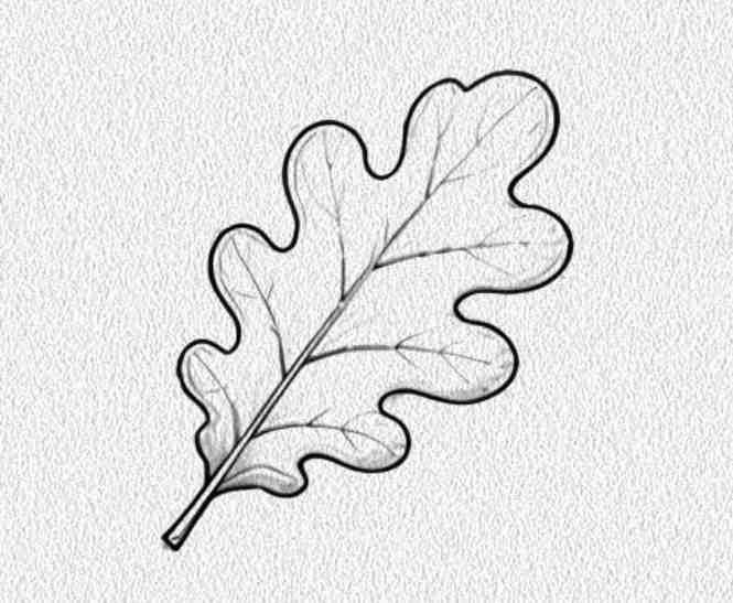 Oak Leaf