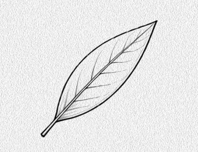 Olive Leaf