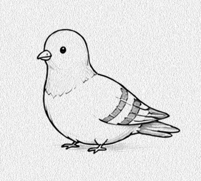 Pigeon