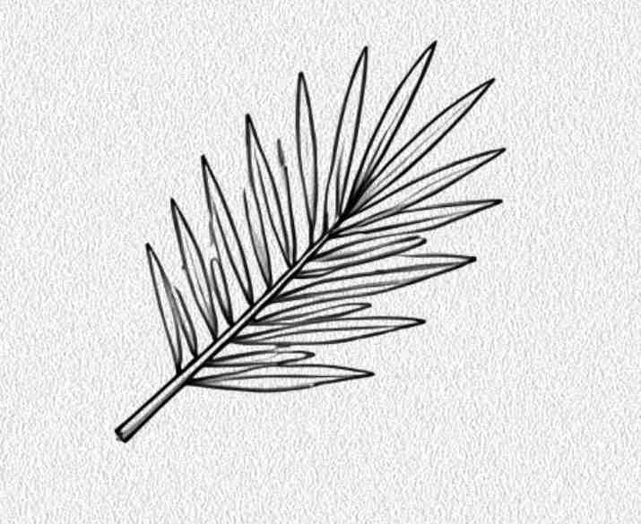 Pine Needle