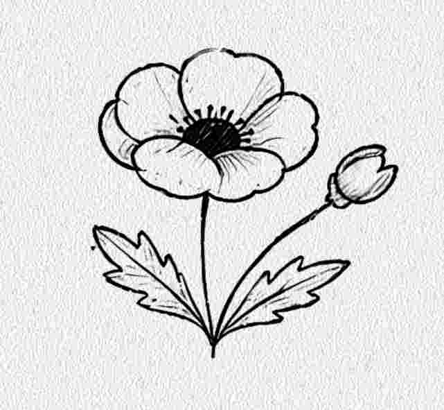 Poppy Flower