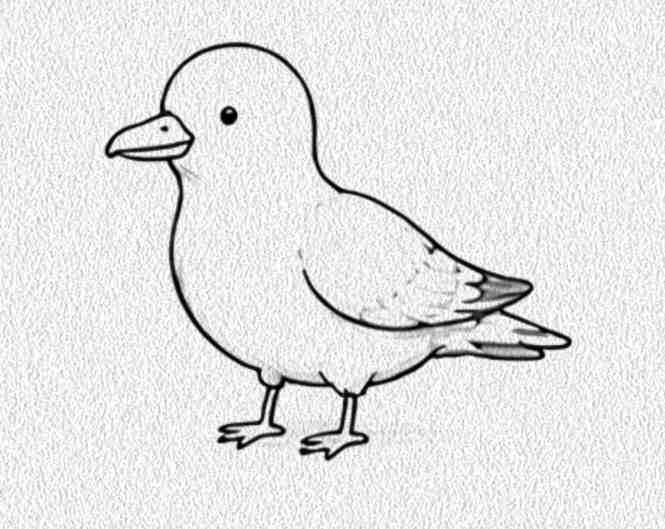 Seagull
