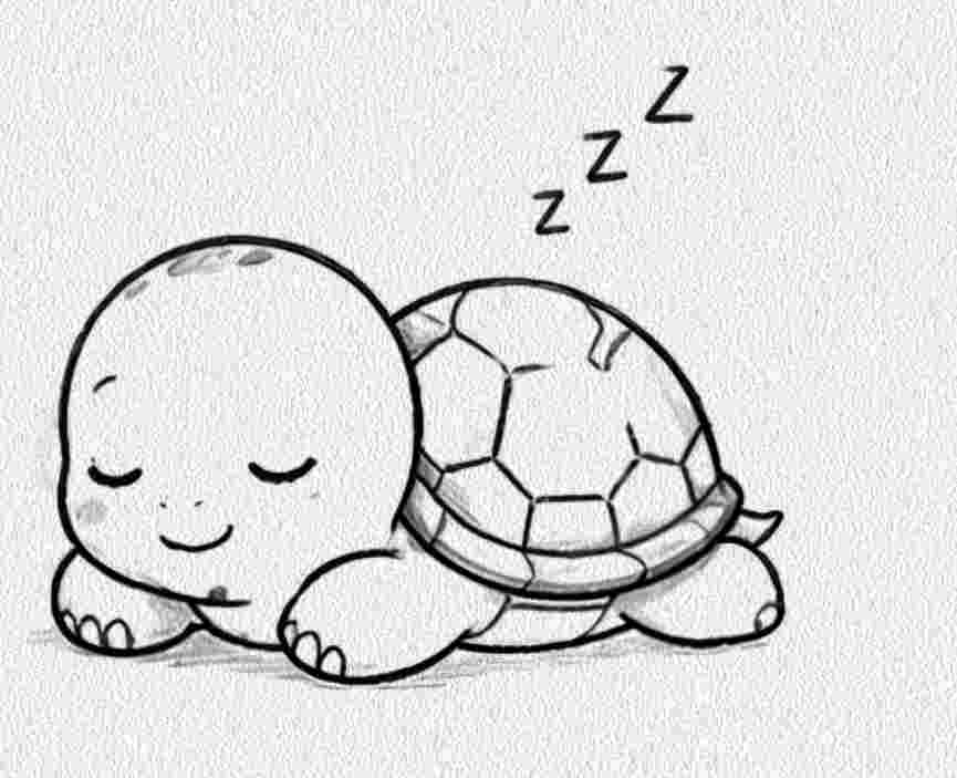 Sleepy Turtle