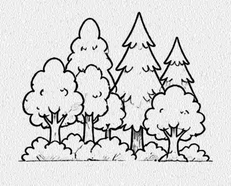 Small Forest