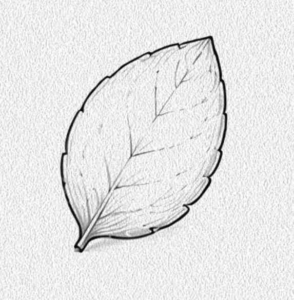 Succulent Leaf