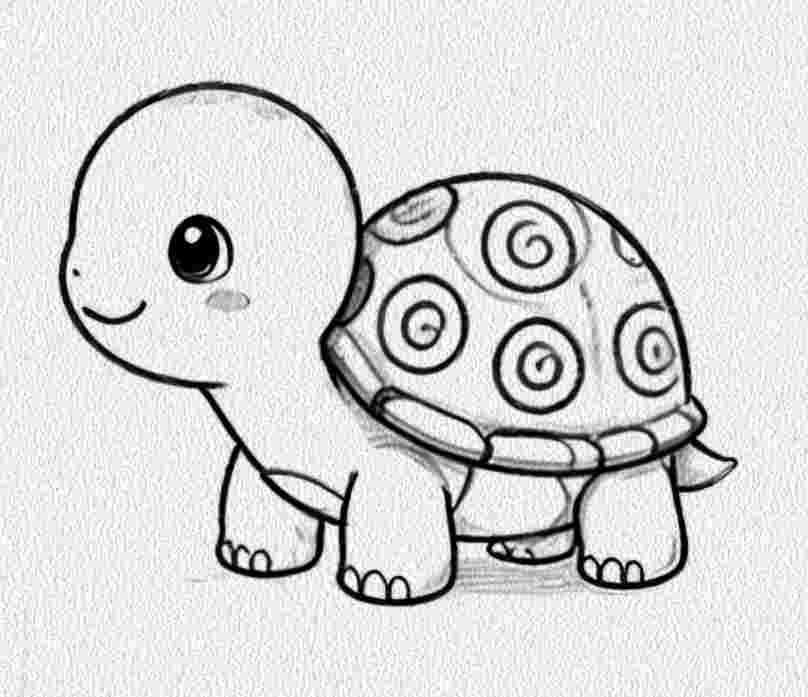 Turtle with a Shell Pattern