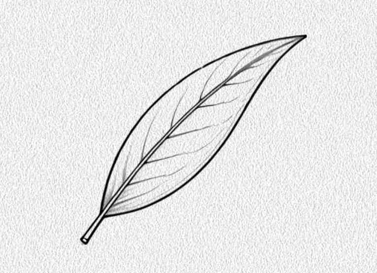 Willow Leaf