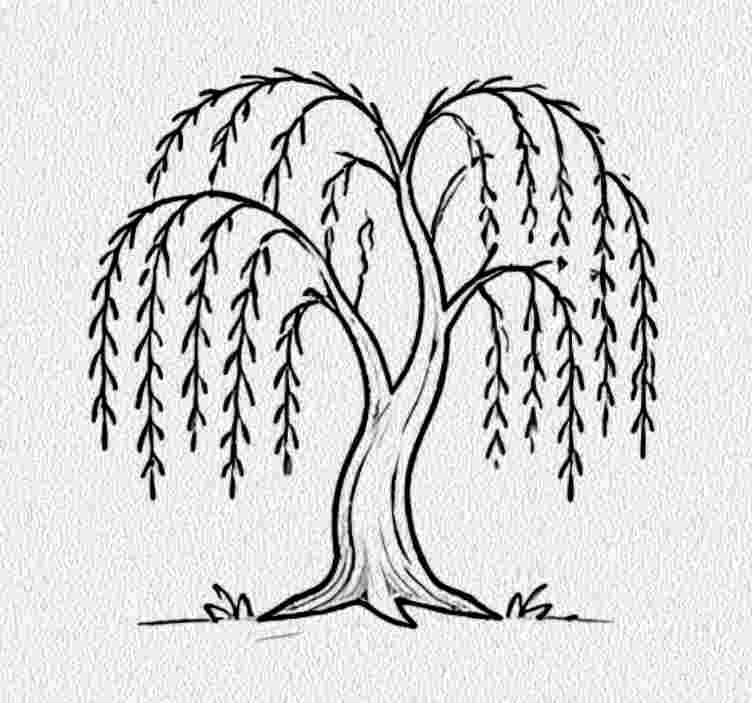 Willow Tree